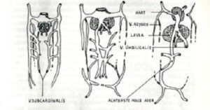 afbeelding 4