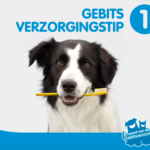 Bericht2_Gebitsverzorgingstip_1