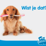 Bericht6_Wistjedat_Hond