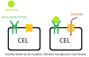 Werking van insuline