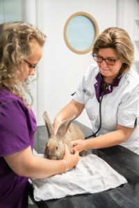 Home consult konijn dierenarts