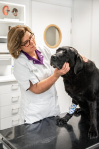 Home DGO hond consult